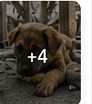 Street dog food route supplies