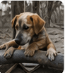 Rescued puppy receiving care